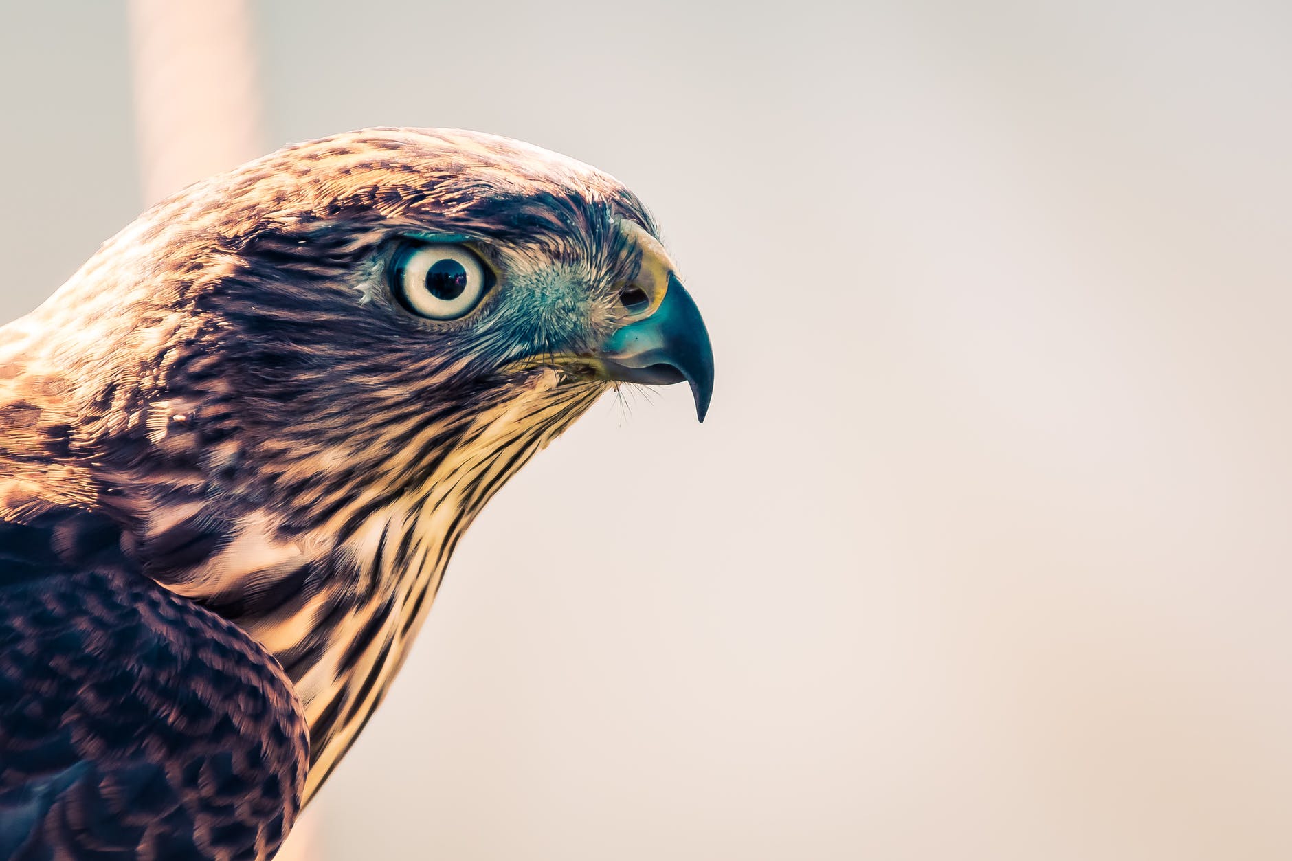 All sorts of human-origen chemicals are killing birds of prey.