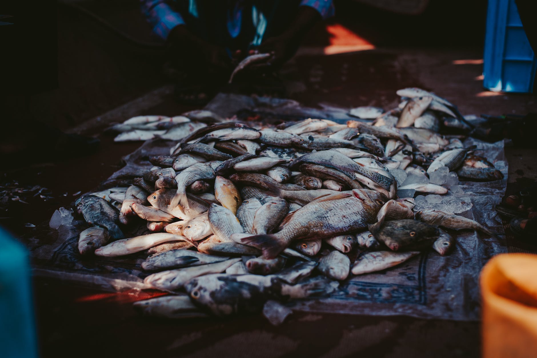 Small fisheries may be the best way to deal with climate change.