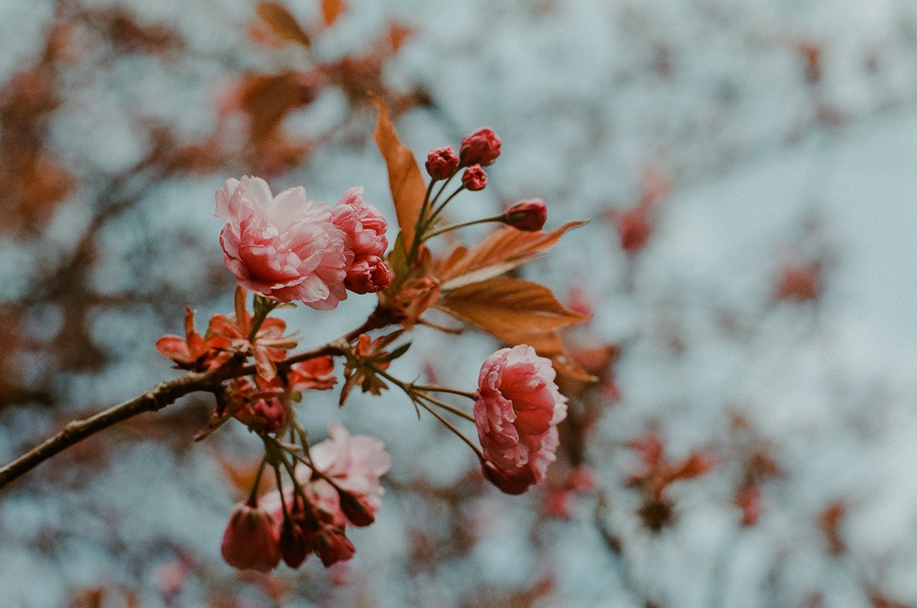 Genetics drives trees to bud early, study.