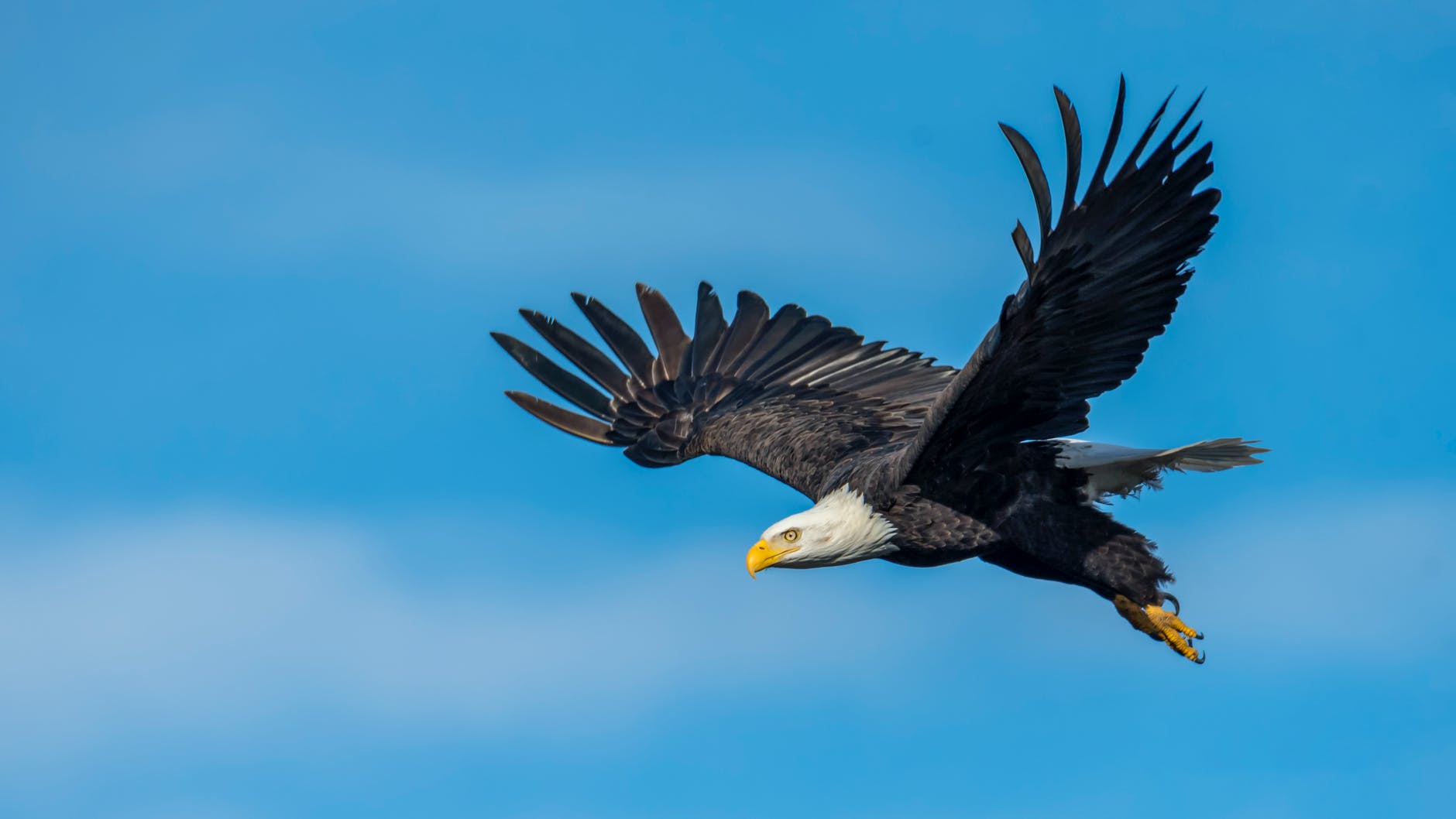Bald eagle are dying from a neurodegenerative disease en masse.