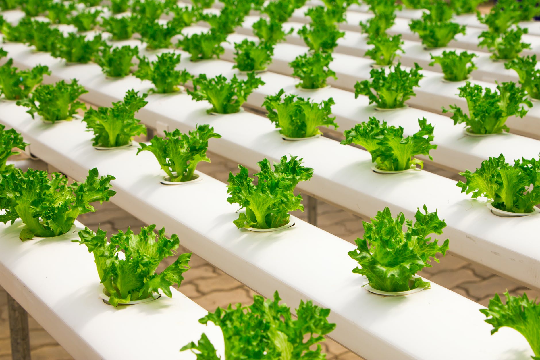 New device uses electrical signals to talk to plants.