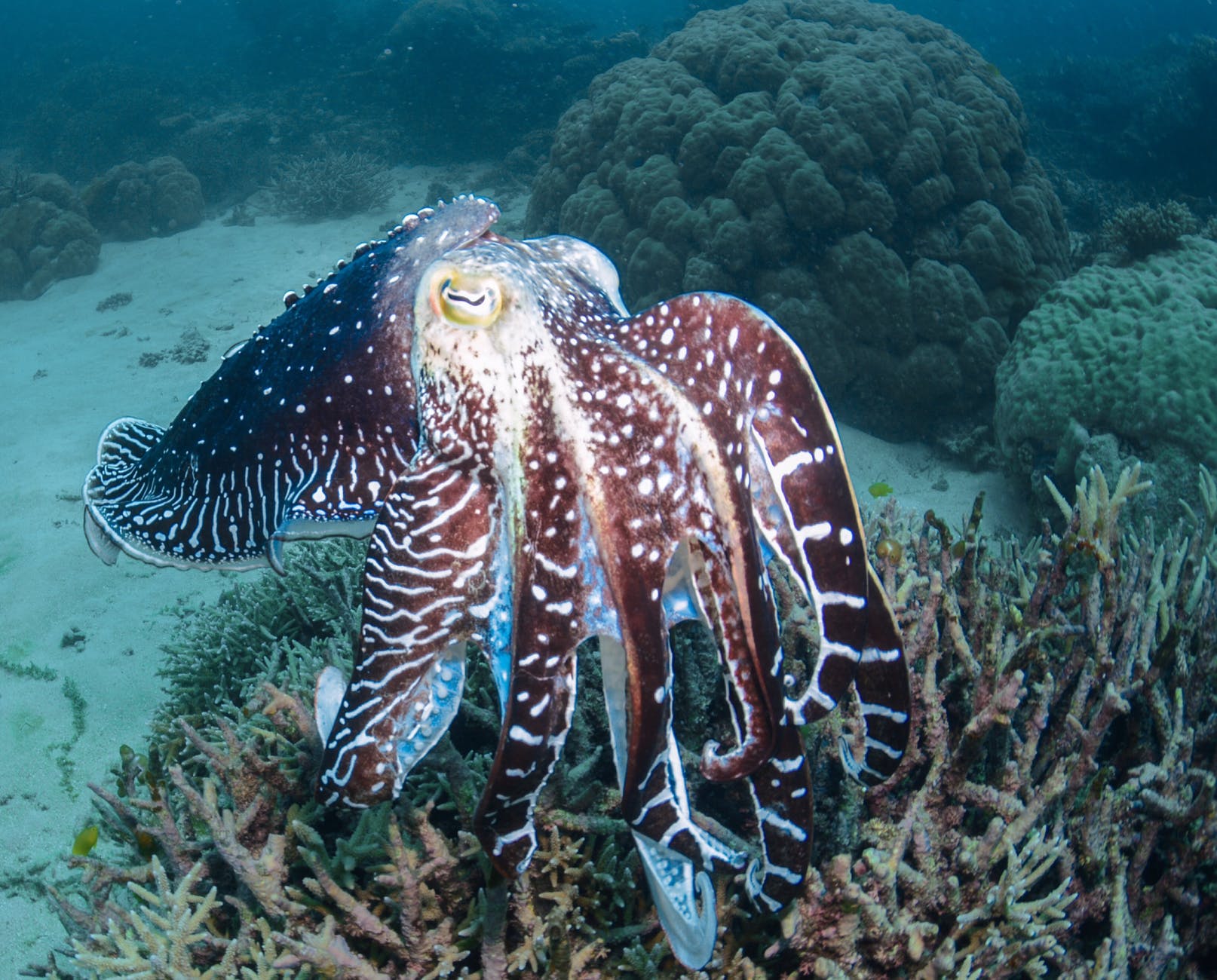 Cuttlefish can delay gratification.