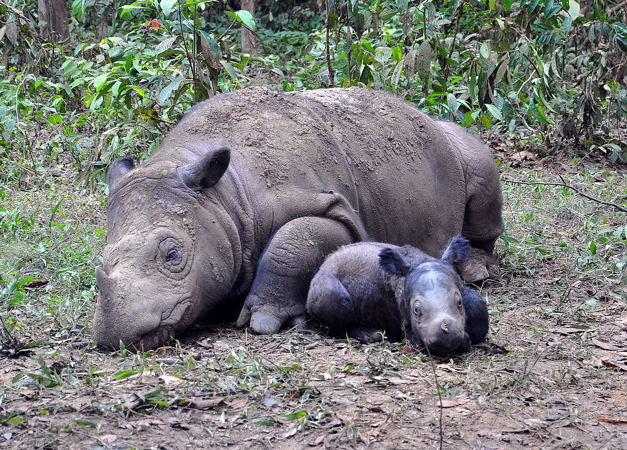 Genetic sequencing helps in endangered rhino protection.