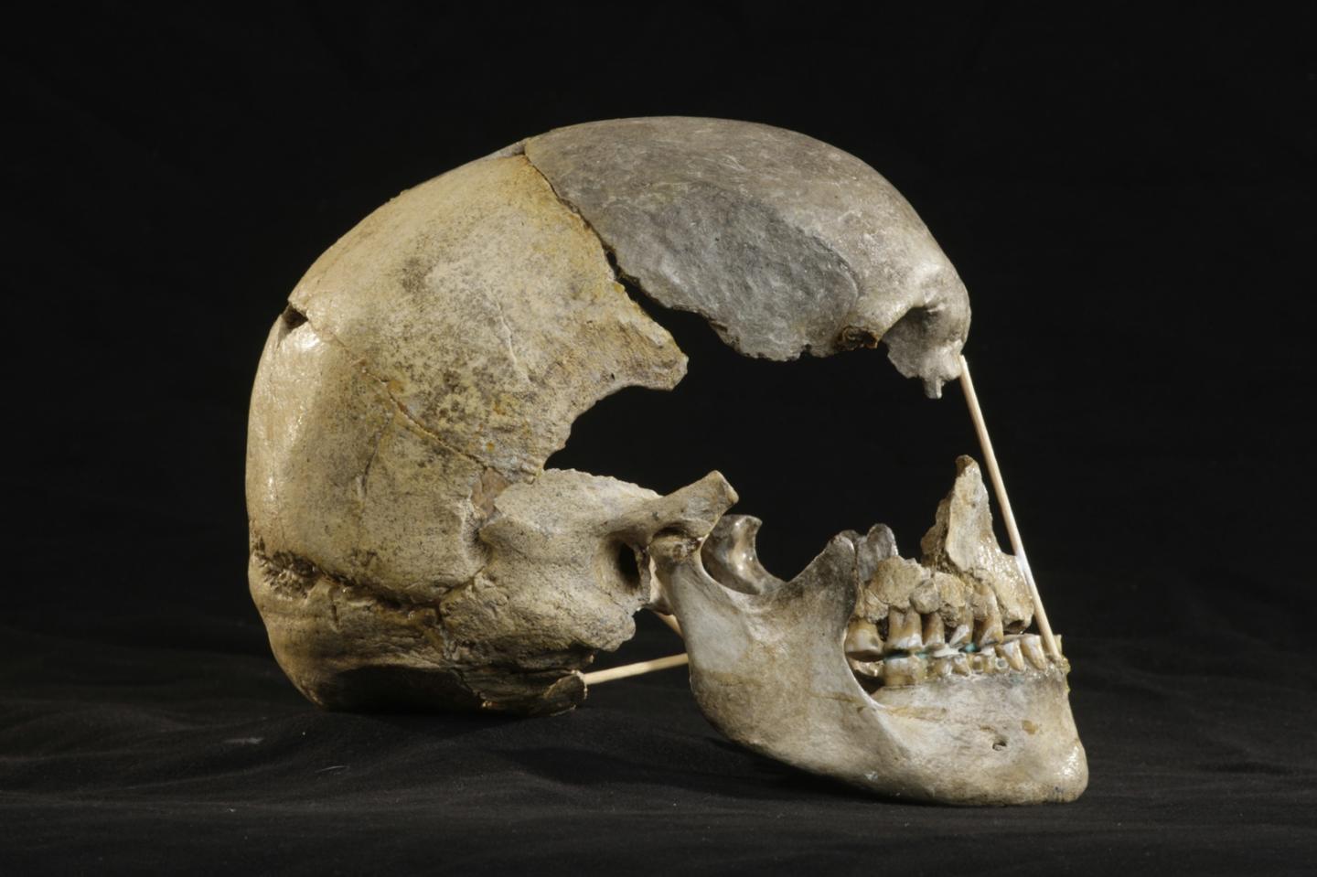 Oldest-known human genome contain longer stretches of Neandertal DNA than modern-day.