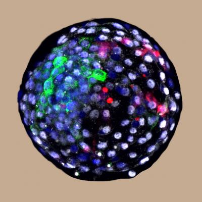 Human-monkey embryos created in lab.