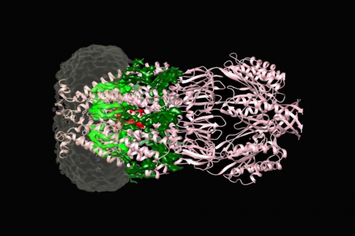 Understanding bacterial protein pumps can translate to human ones.
