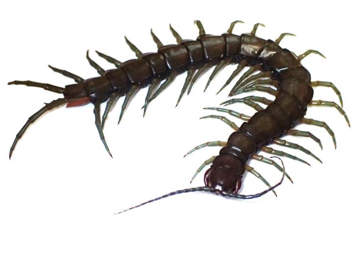 This newly discovered tropical centipede is massive.