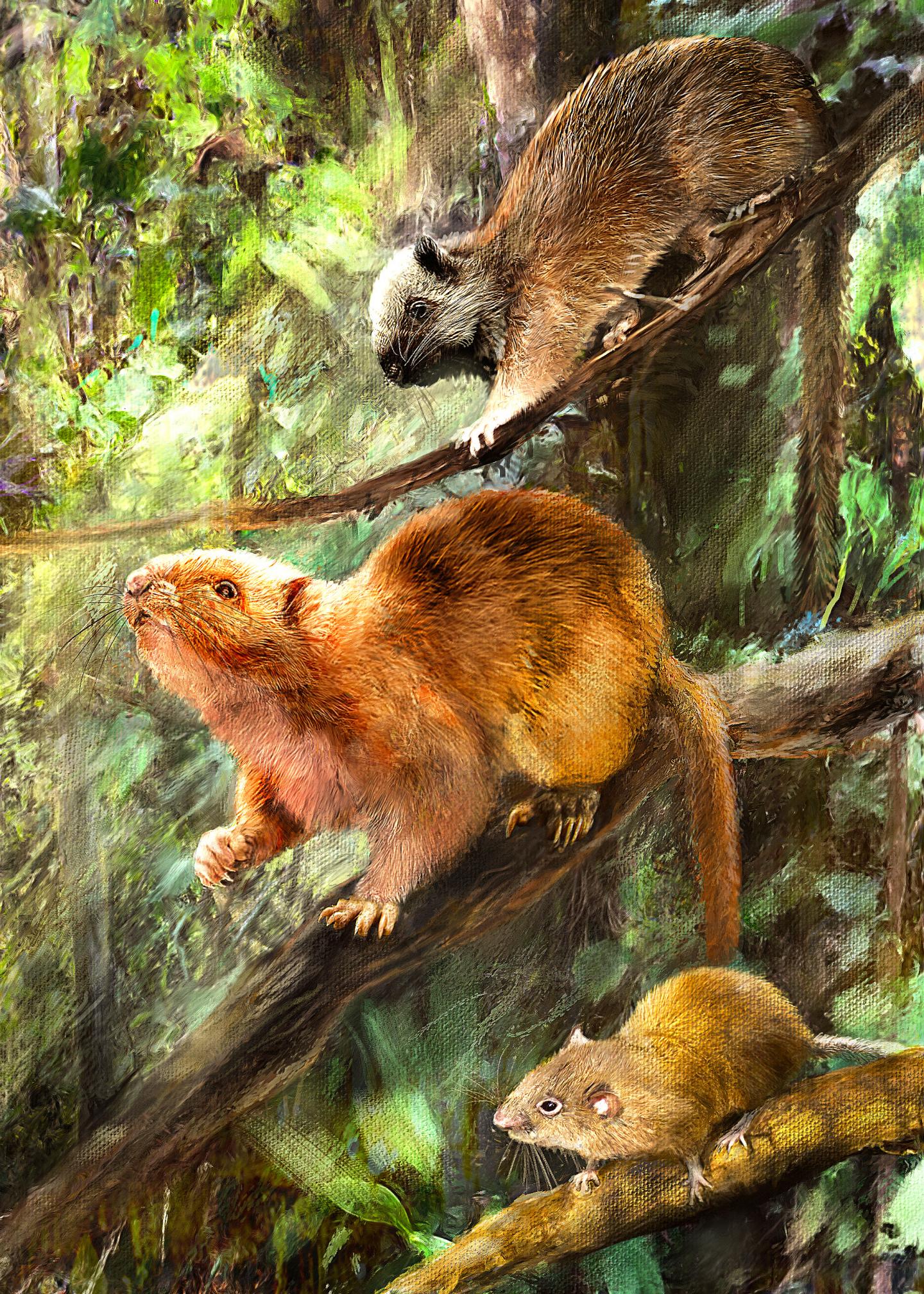 Fossils of ancient cuddly rats discovered in the Philippines.