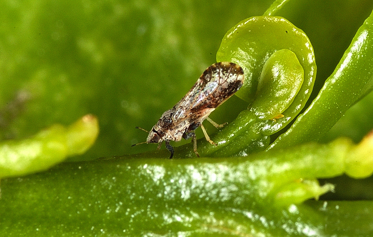 Researchers reconstruct a destructive citrus pest.