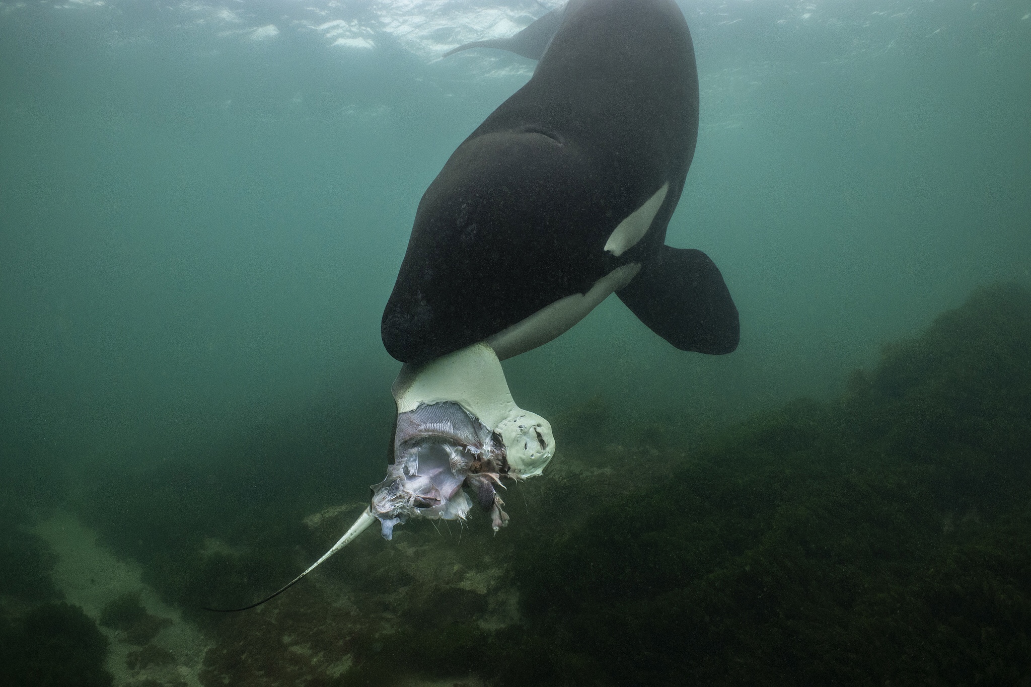 Hold, Release, Ram: Orcas in the Gulf of California Have Found a Way to Make Sunfish Explode