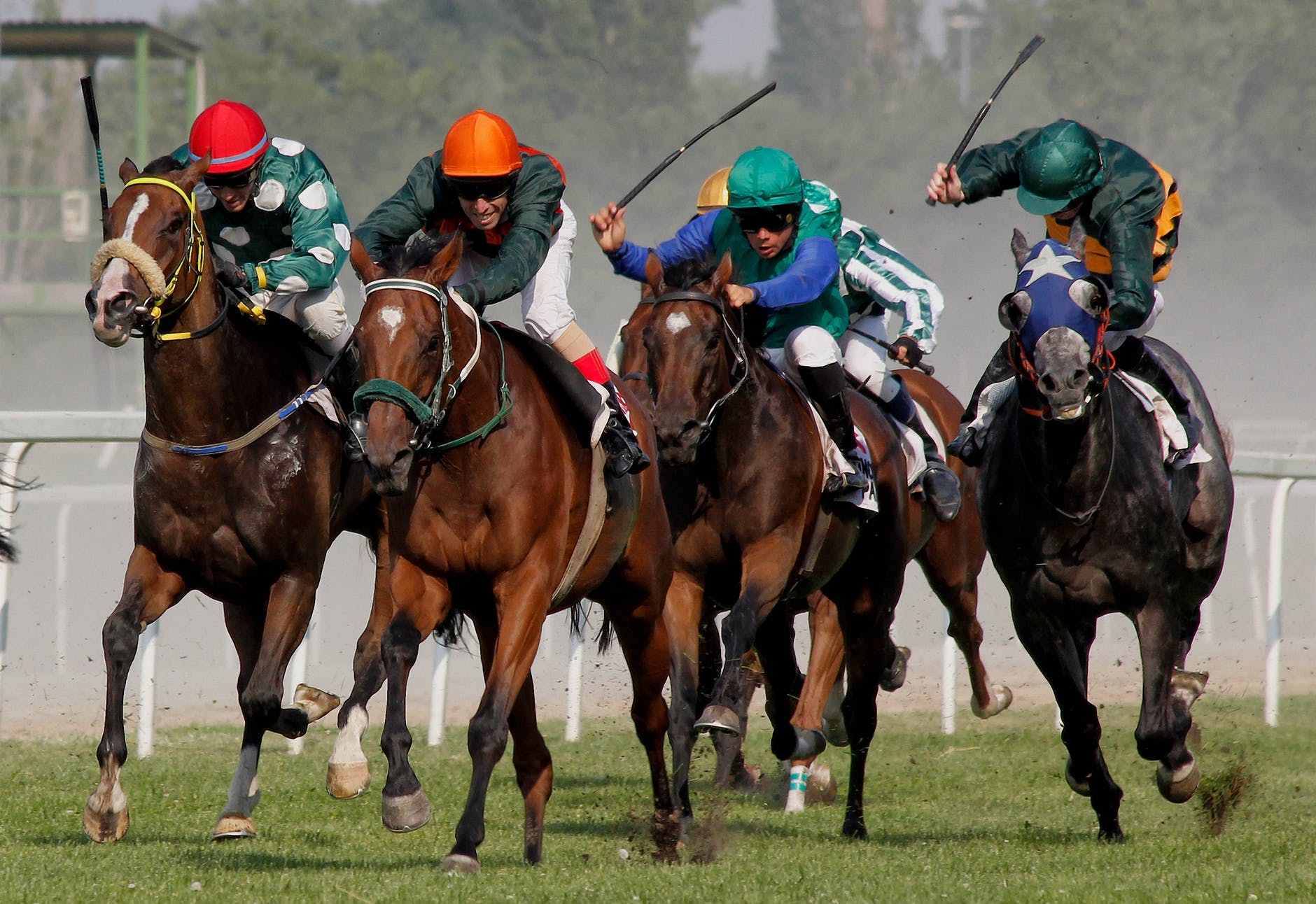 Horse’s microbiome plays a role in its athletic performance.