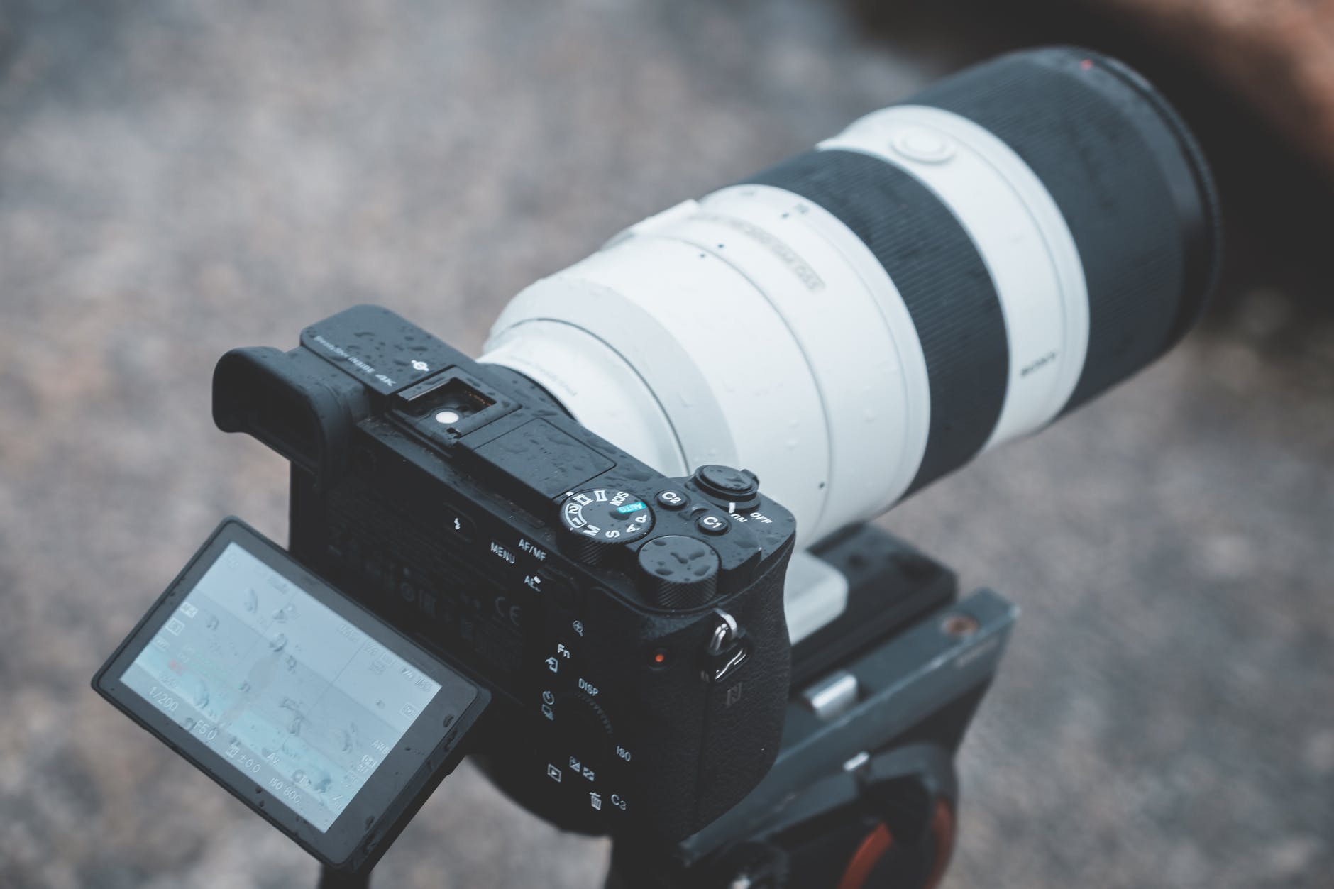 Endangered monkeys caught by camera trap.