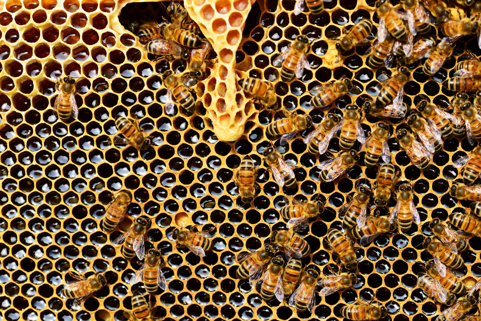 Evidence of ancient honey hunting in West Africa.