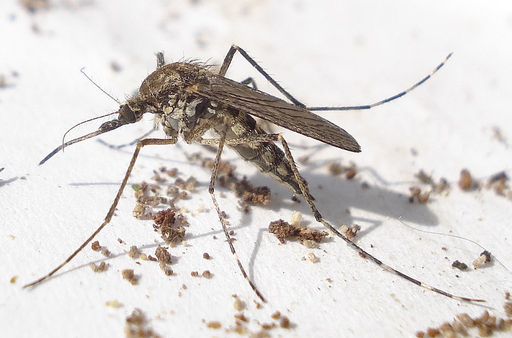 Scientists target West Nile Virus mosquitoes for genetic engineering.