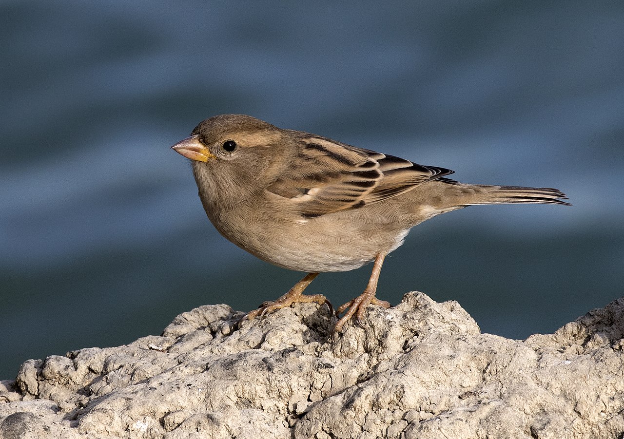 The results are in from the first comprehensive bird census.
