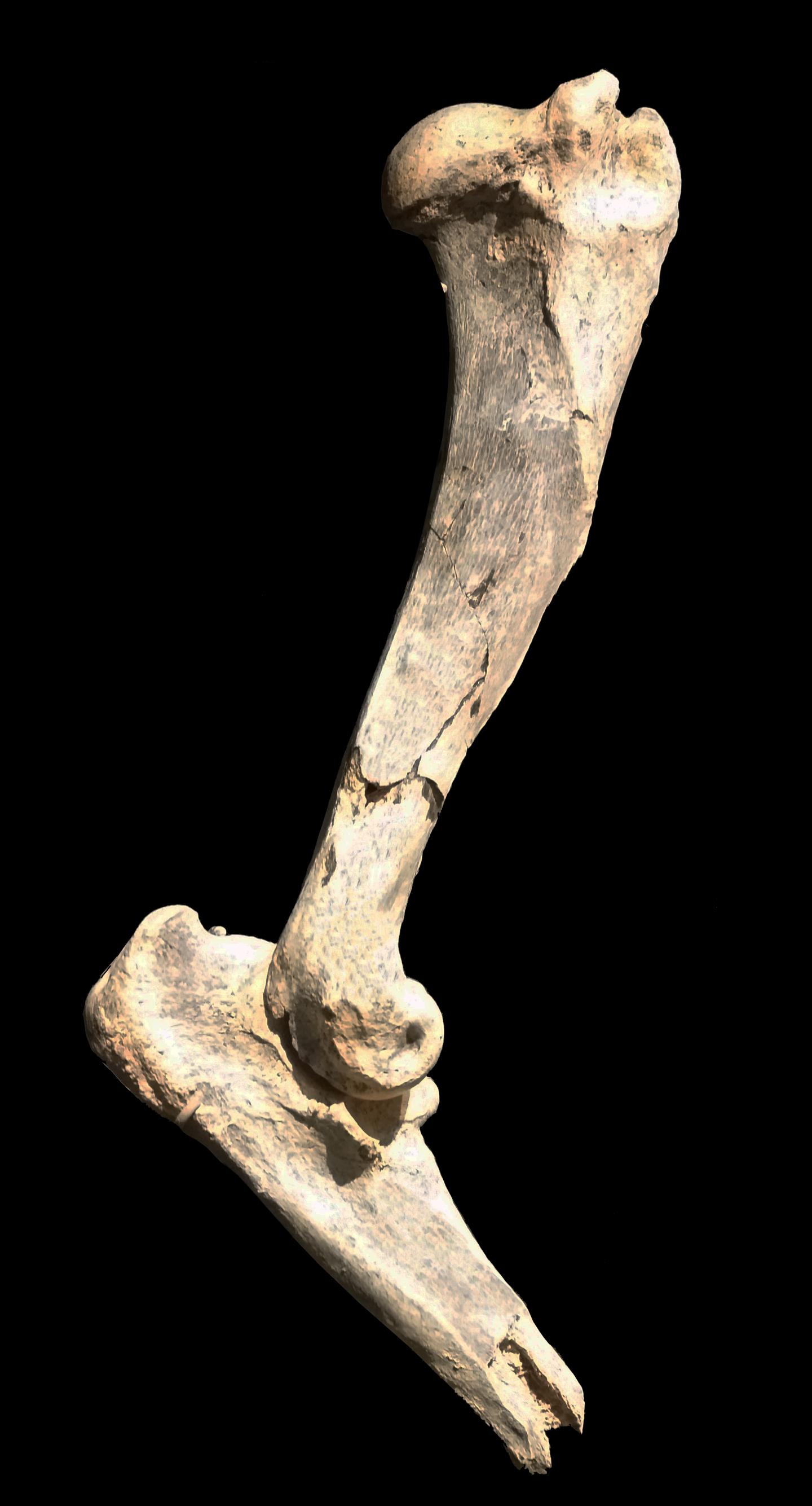 Massive saber-toothed tiger fossil discovered.