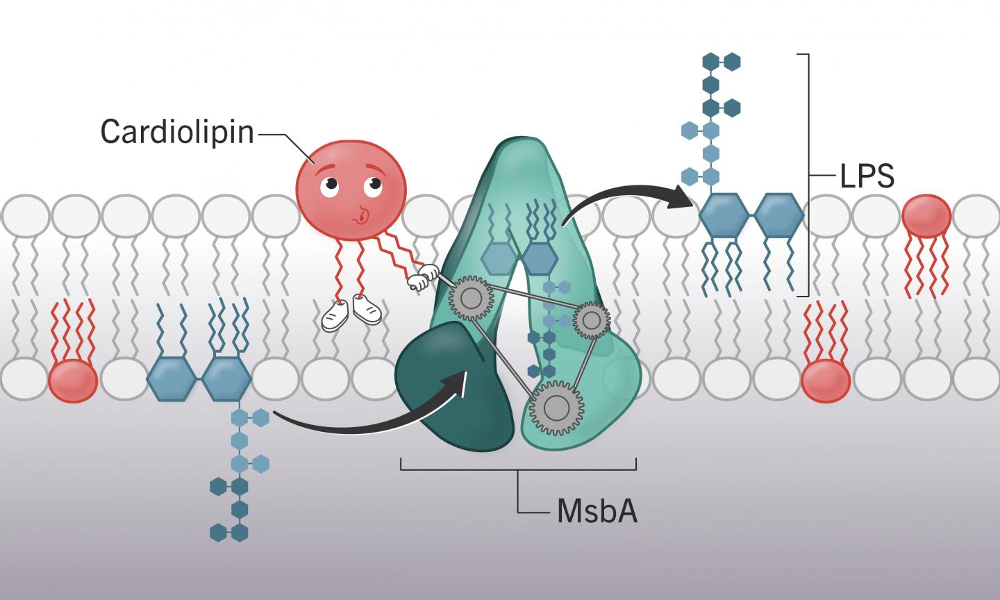 Targeting toxic molecule on bacterial surface may be antibiotic target.