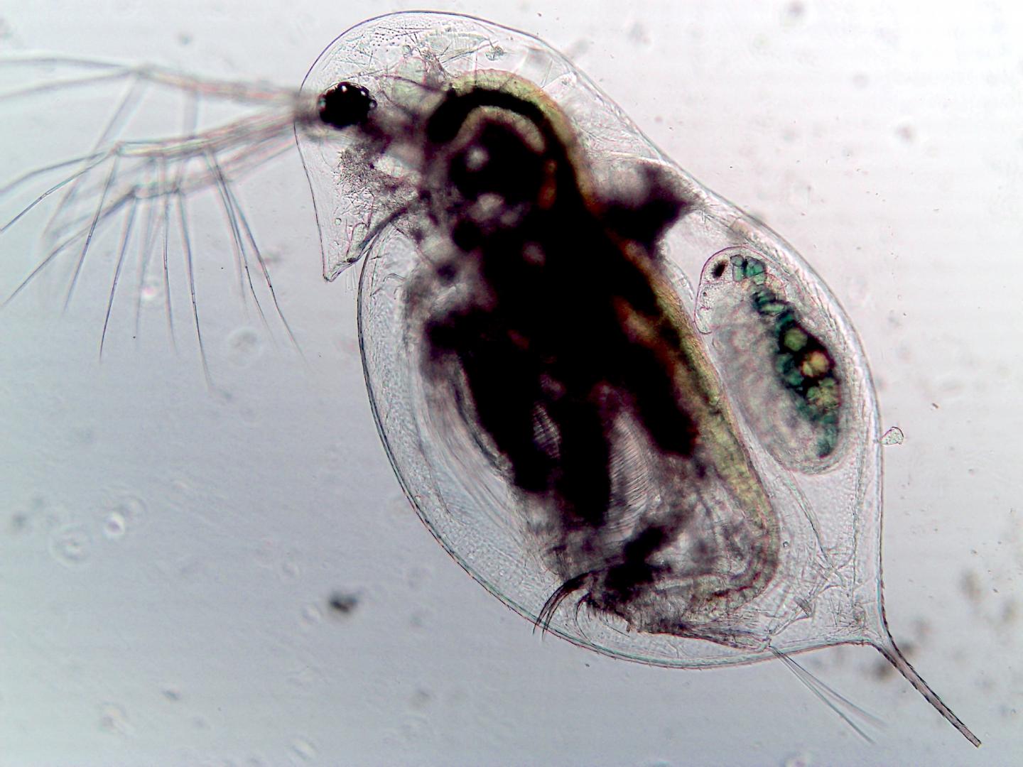 Understanding the nature of disease through plankton.