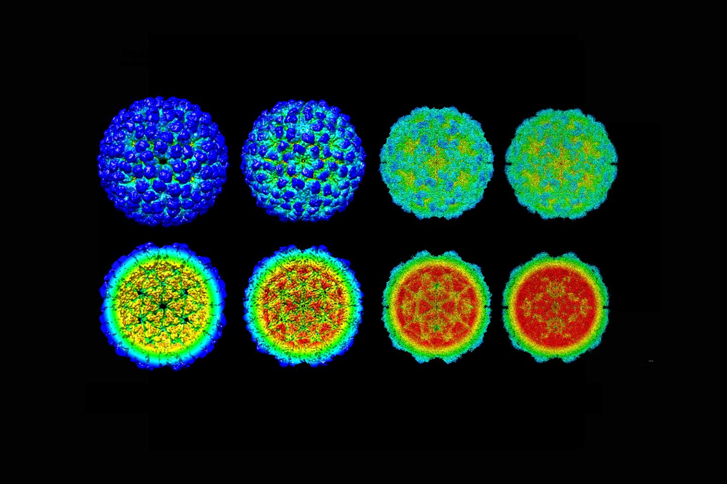Critical step in virus infection cycle seen in vivid color.