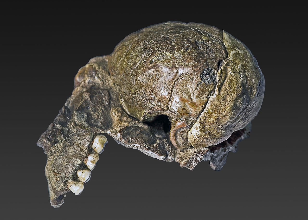 Fossil apes can help understand hominin evolution, paper.