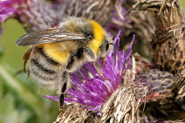 Genetics is being used to protect rare plants and insects.