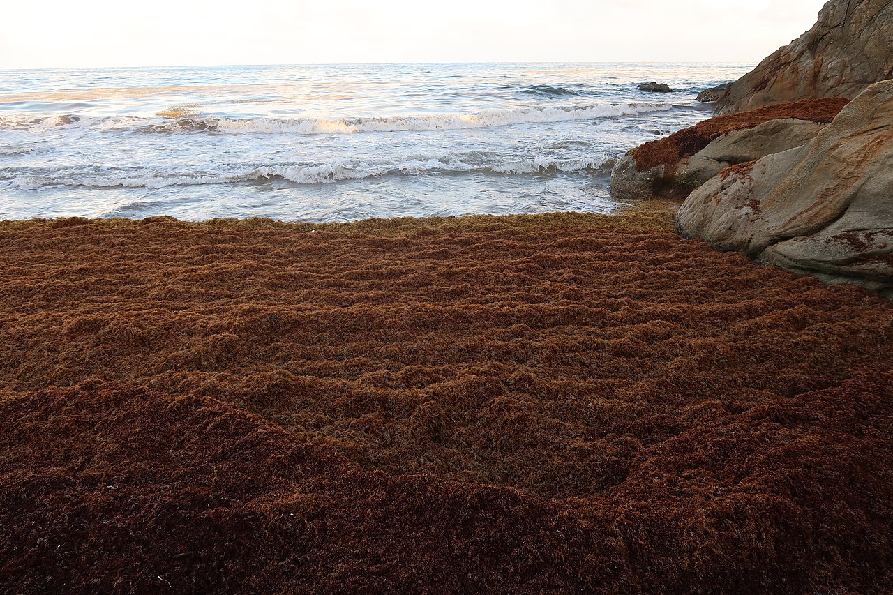 Nitrogen is turning nursery habitats into algal blooms.