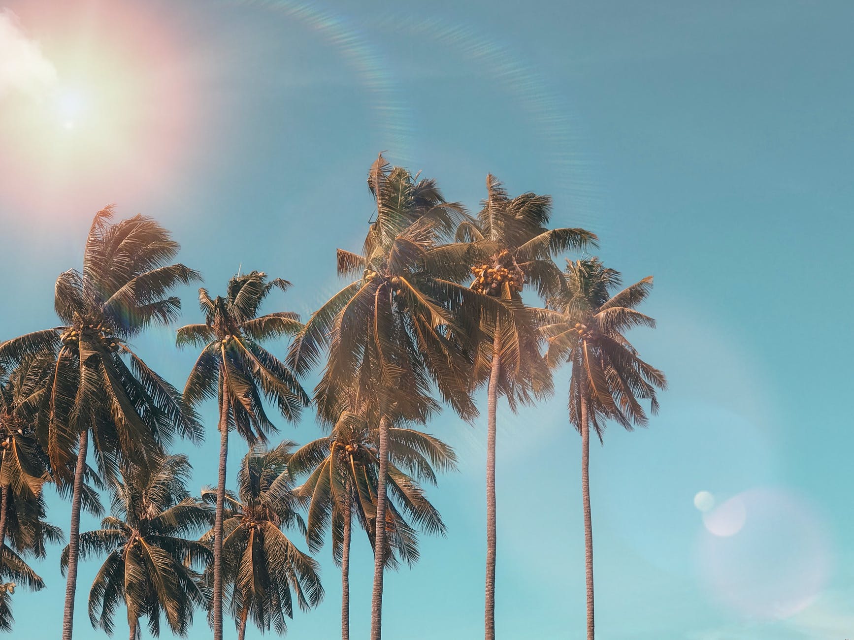 New species of bacteria killing palm trees in Australia.