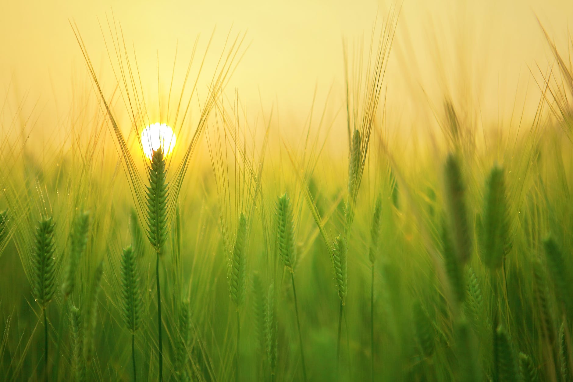 Plants need tobe protected from disease outbreaks.
