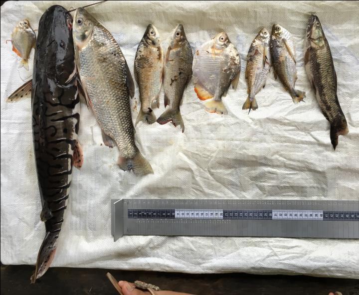 Loss of biodiversity threatens Amazon fisheries.