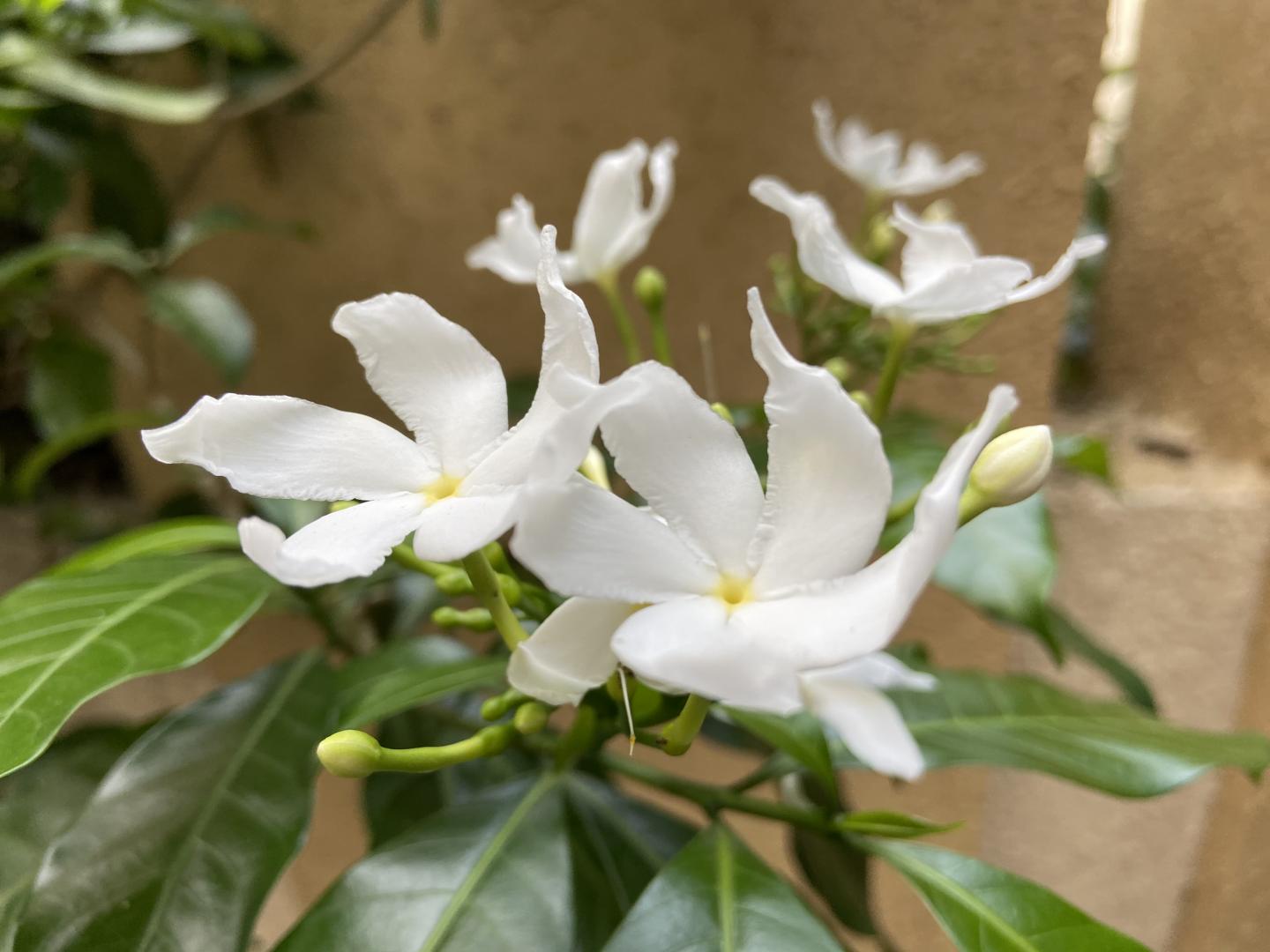 Pain killer used in TCM shows promise during tests.