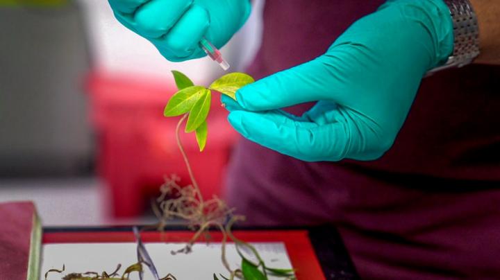 Nanoscale sensor can measure water in a plant’s leaves.