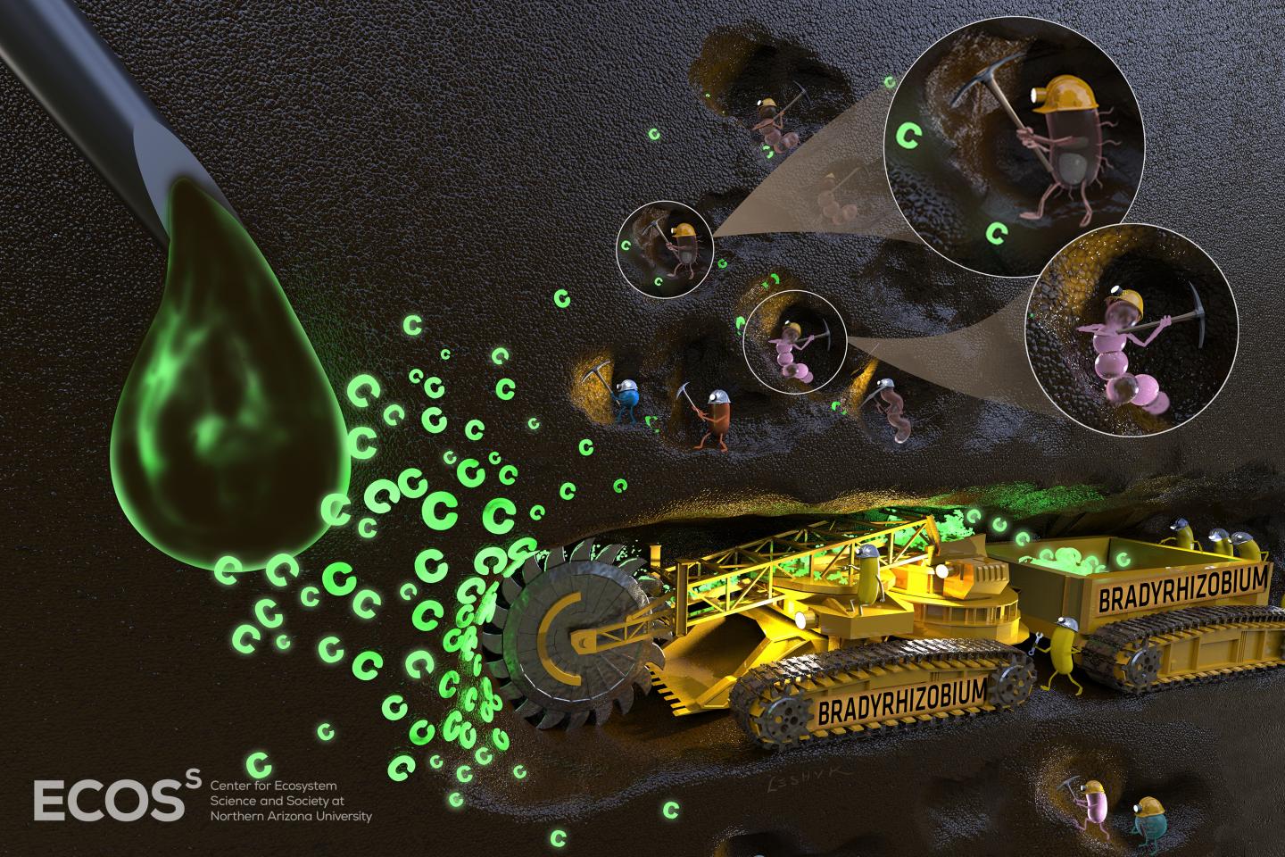A handful of bacteria are responsible for most carbon cycling.