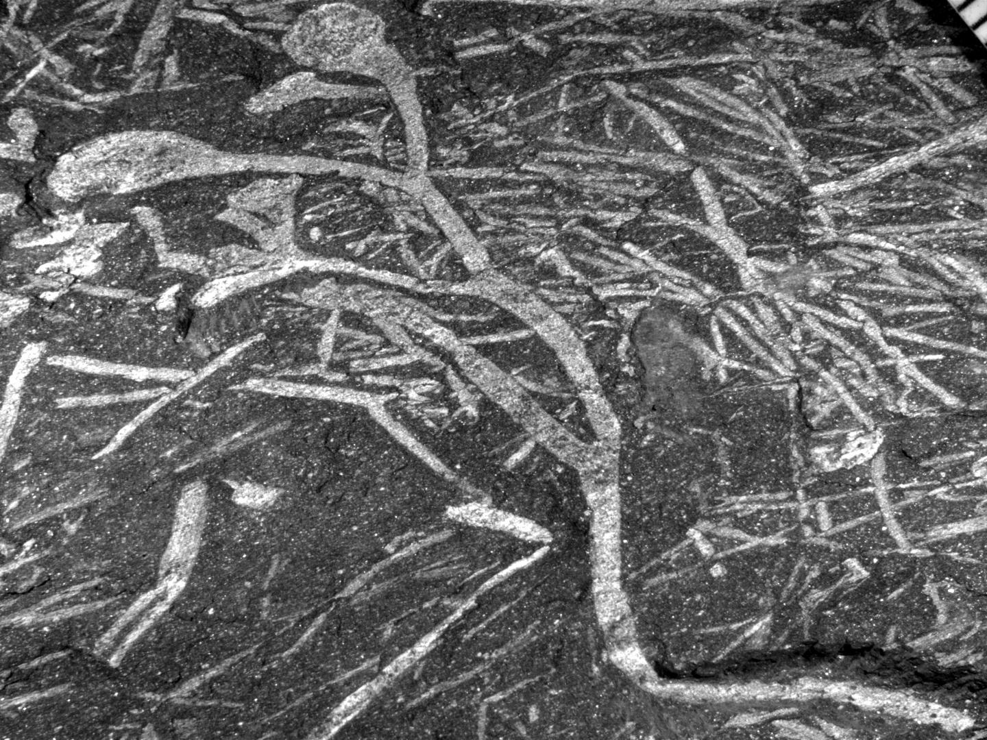 Oldest plant fossil discovered in Africa.
