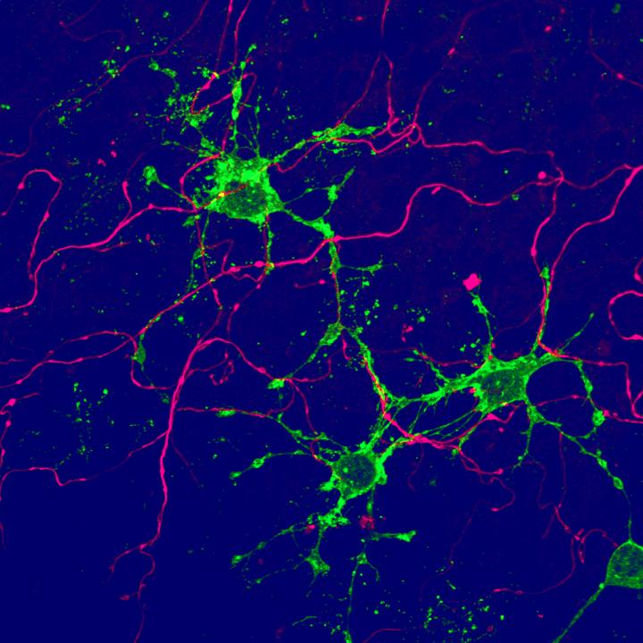 Glial cells may play a role in neural plasticity.
