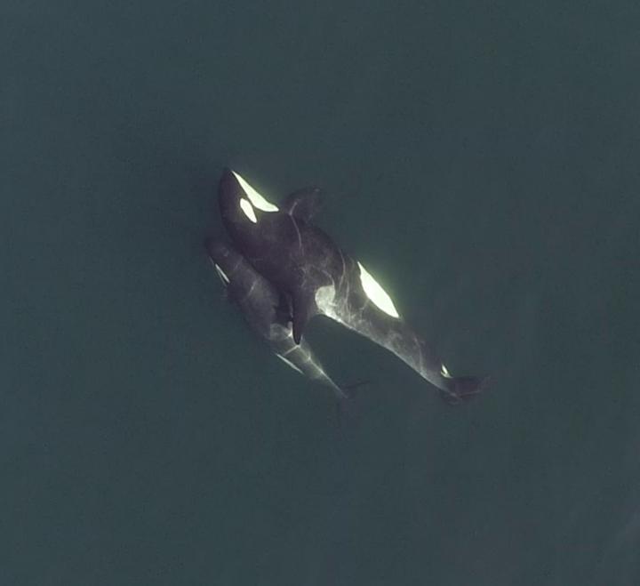 Drone footage of orcas reveal social interactions.