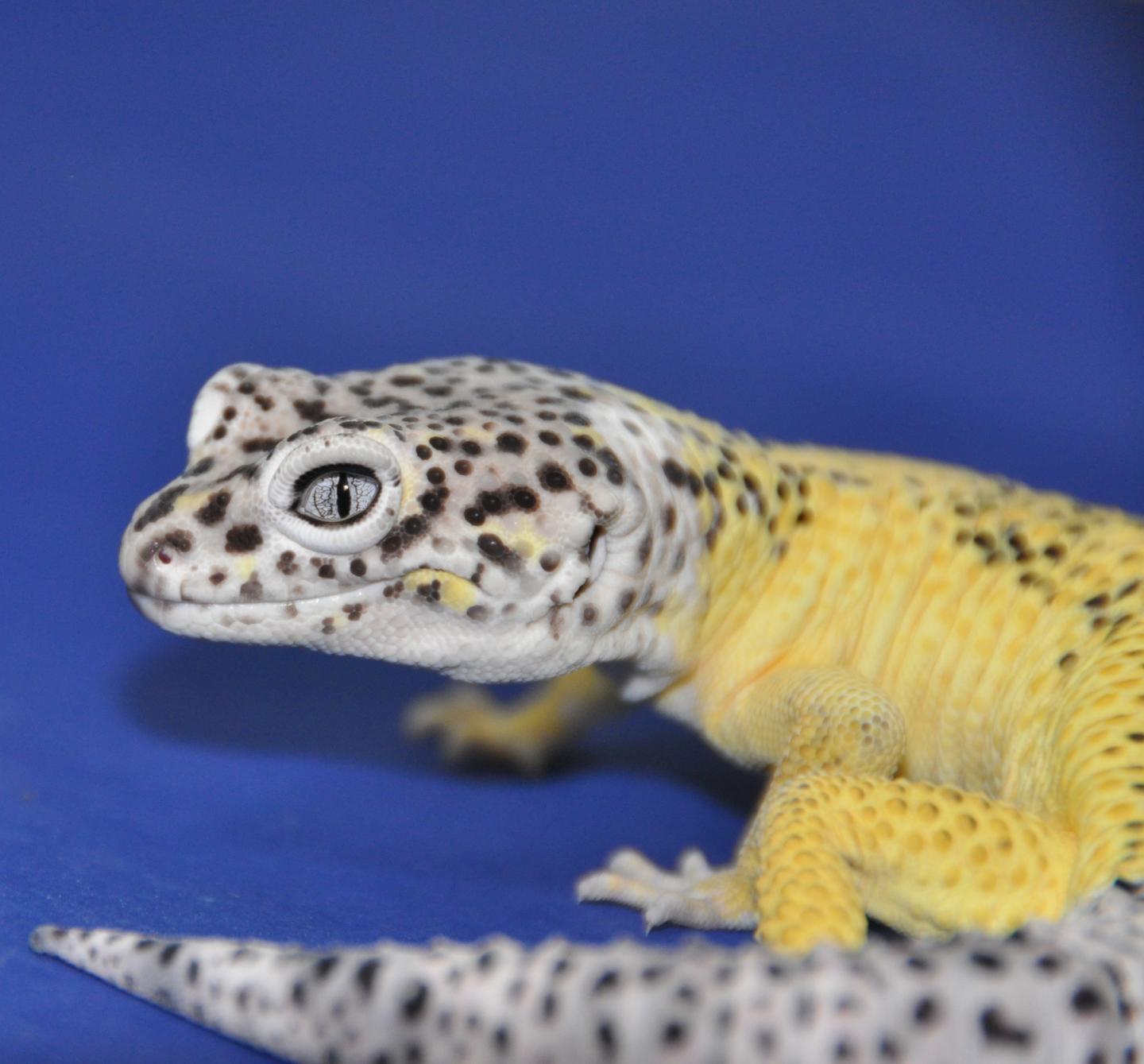 Gecko’s cancer genes relevant to human tumors.