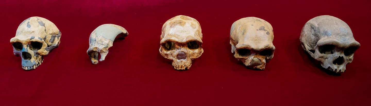 “Dragon Man” may have displaced Neanderthals as closest human relative.