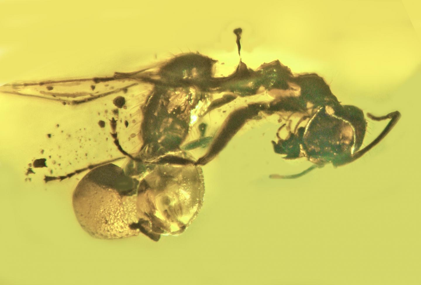 A novel and ancient fungus was found in a fossilized ant.