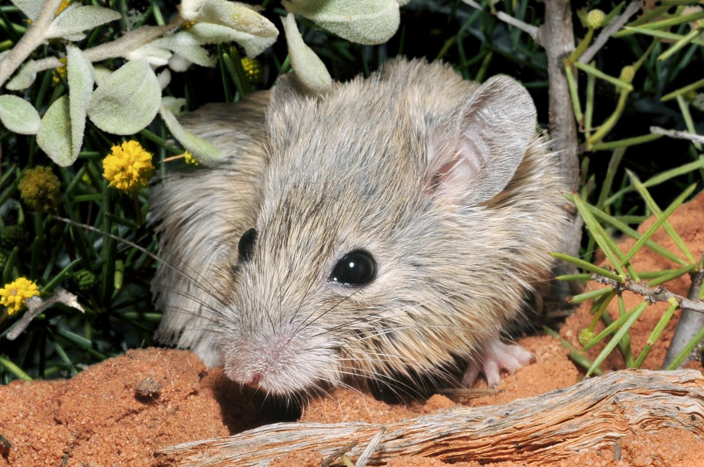 Extinct mouse no longer extinct.