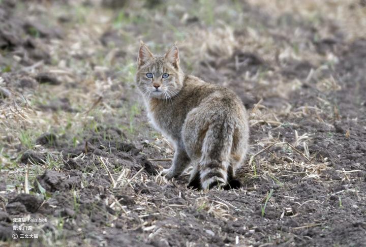 Large-scale study of cats in China yields surprising results.