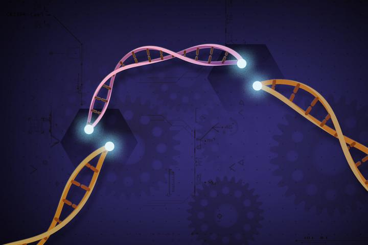 New version of CRISPR aims to increase efficiency.