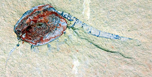 Fossil deposit may shed light on animal and algae evolution.