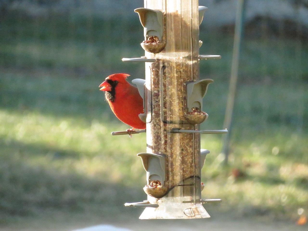 Feeding birds won’t make them helpless.