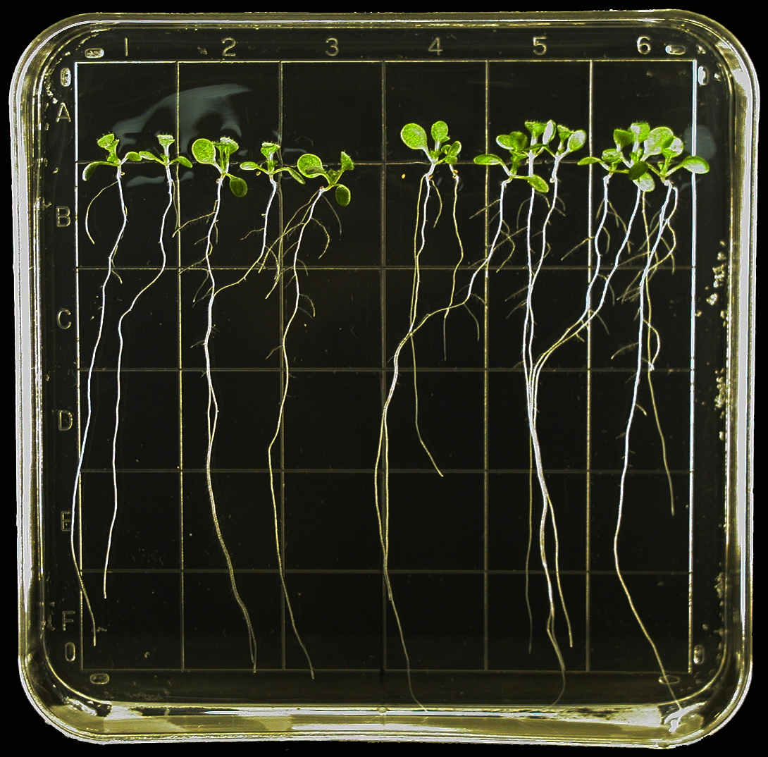 Well studied plant still has some surprises.