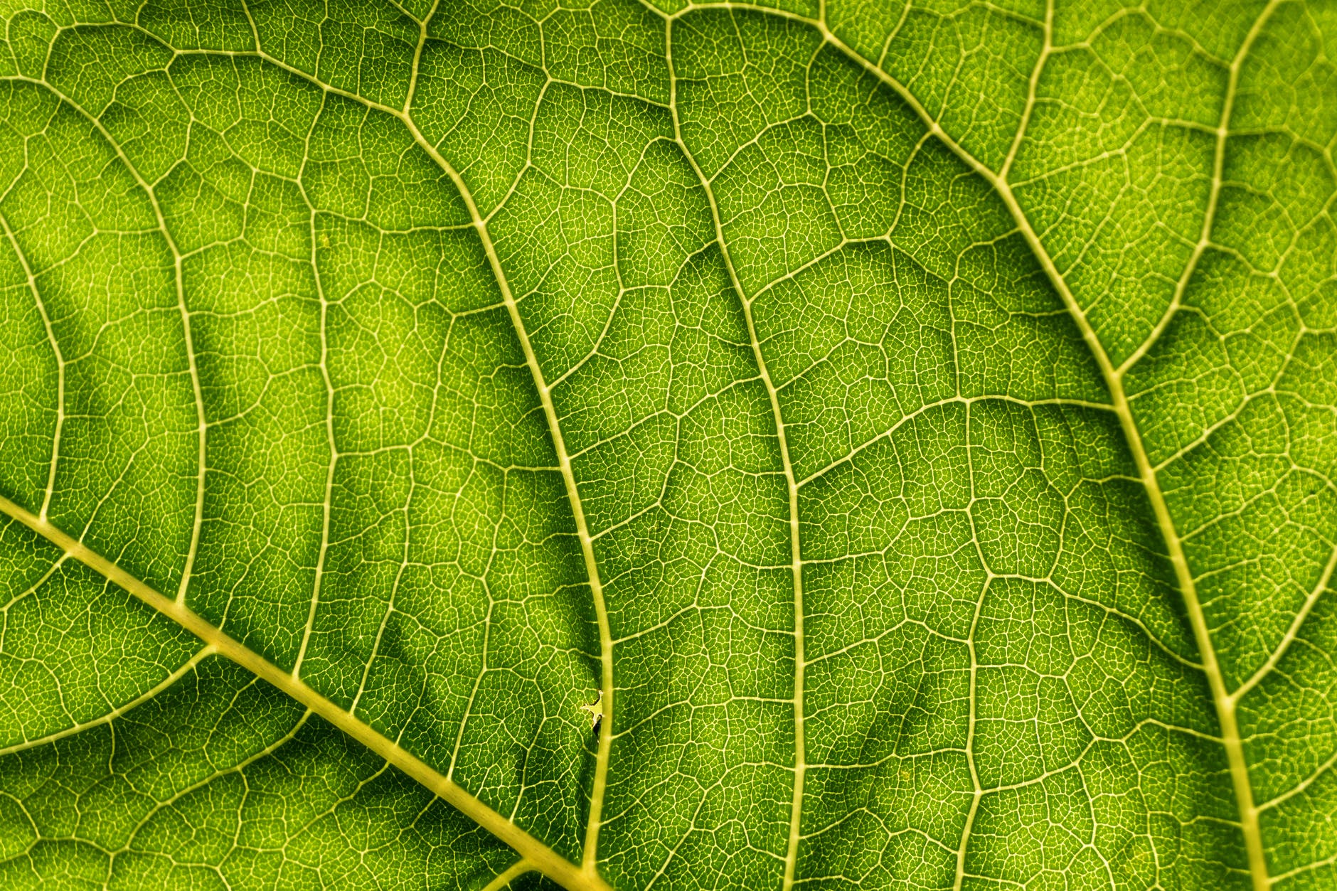 Learning from the experts: Artificial photosynthesis can be sustainable.