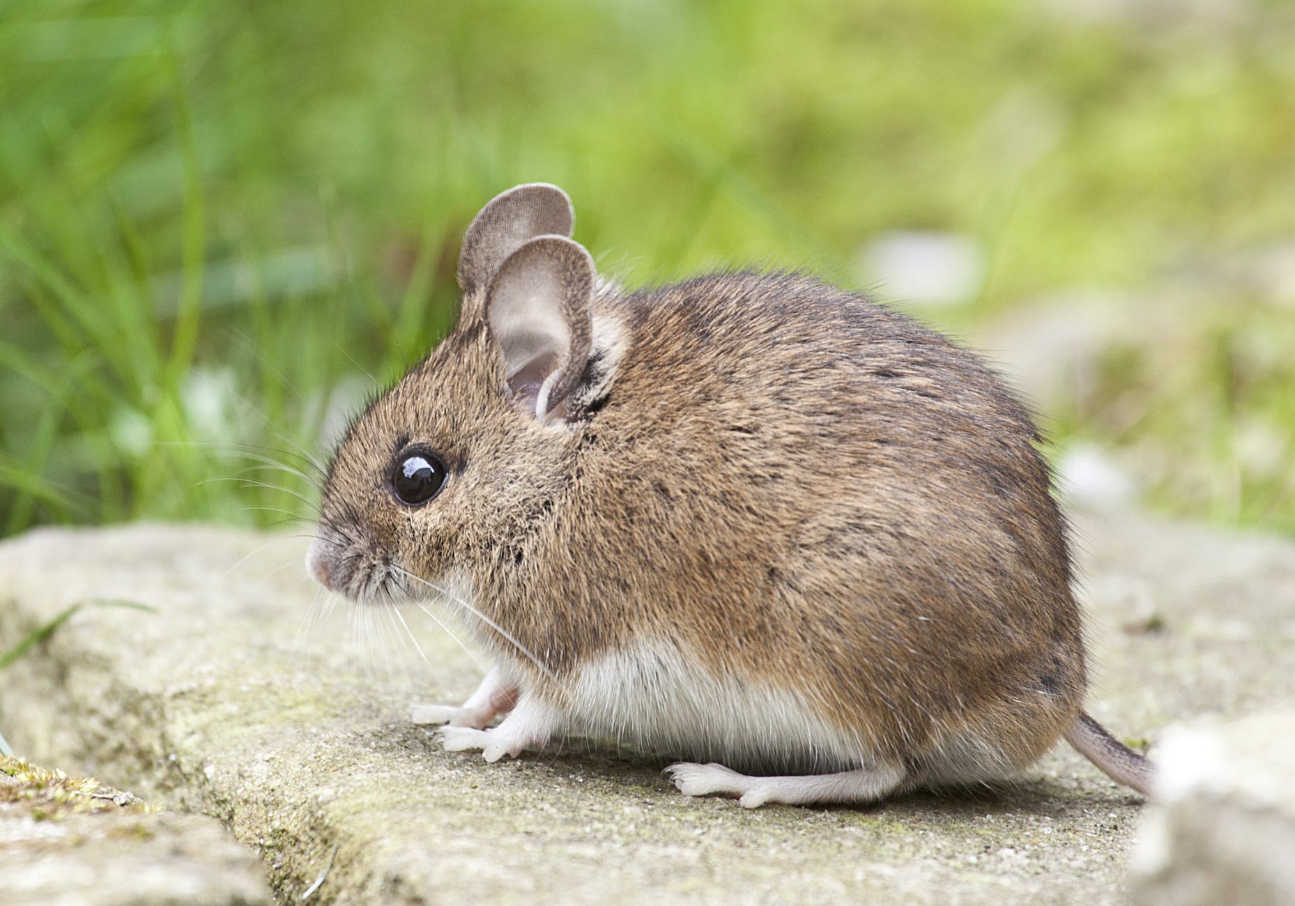 Mice can inherit stress from parents.