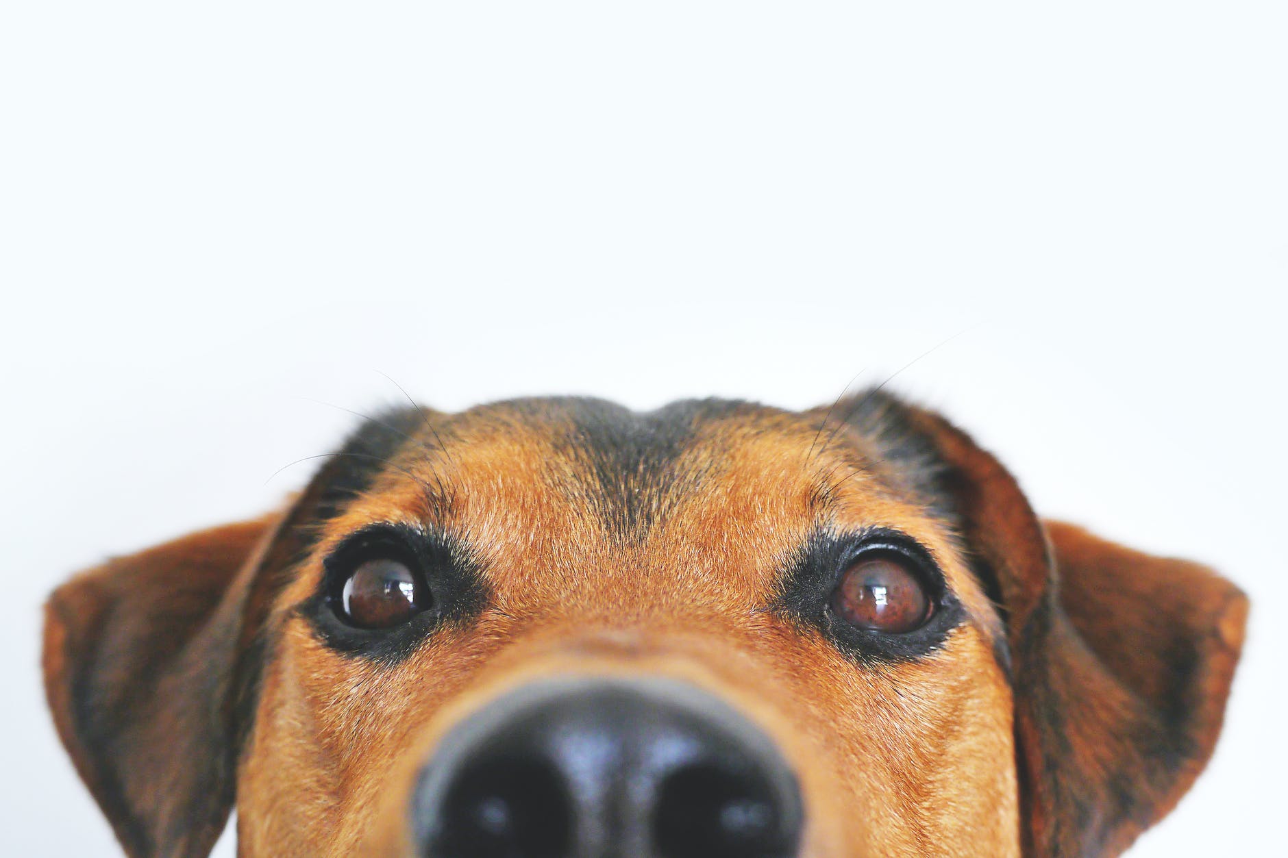 Dogs may be hard wired to be social.