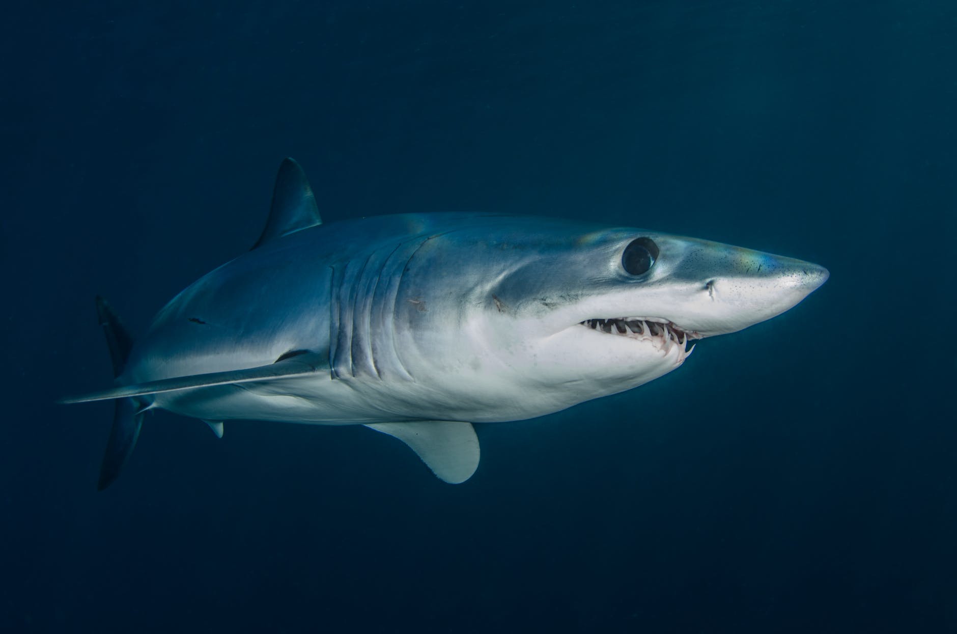 Body of ancient shark attack victim discovered.