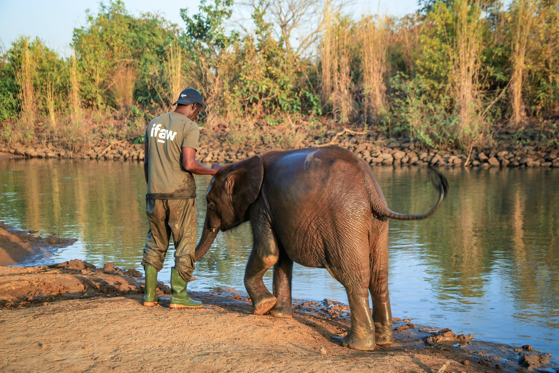 Elephants manipulate the physics of air, water, and food with their trunks.