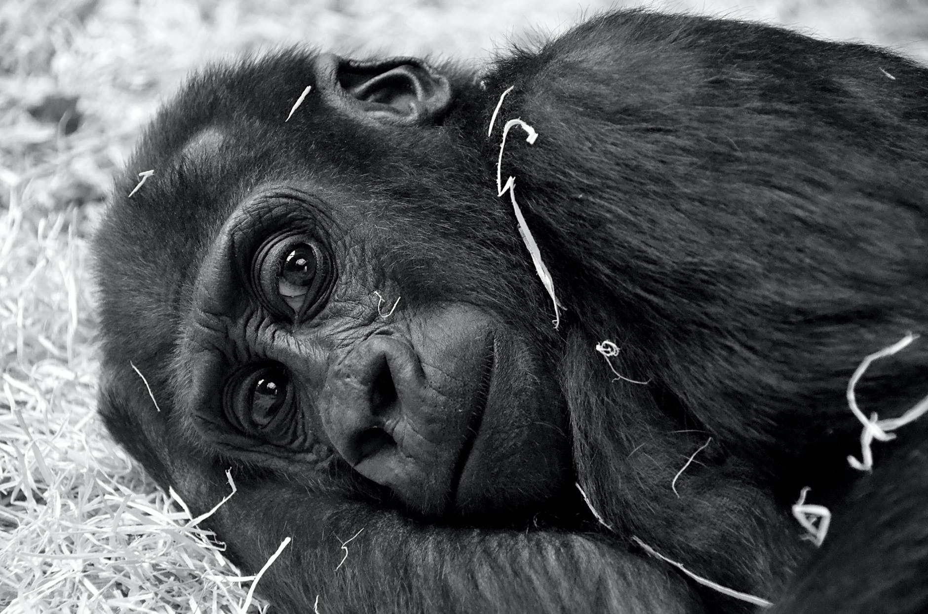 Great apes will lose massive amounts of territory in the coming years.